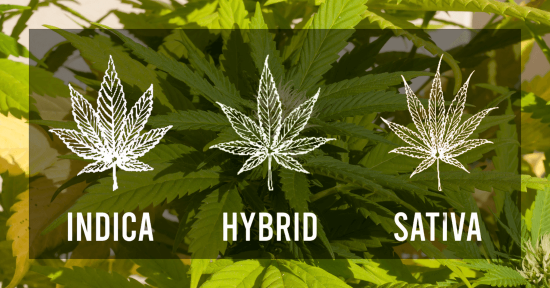 Indica vs Sativa vs Hybrid